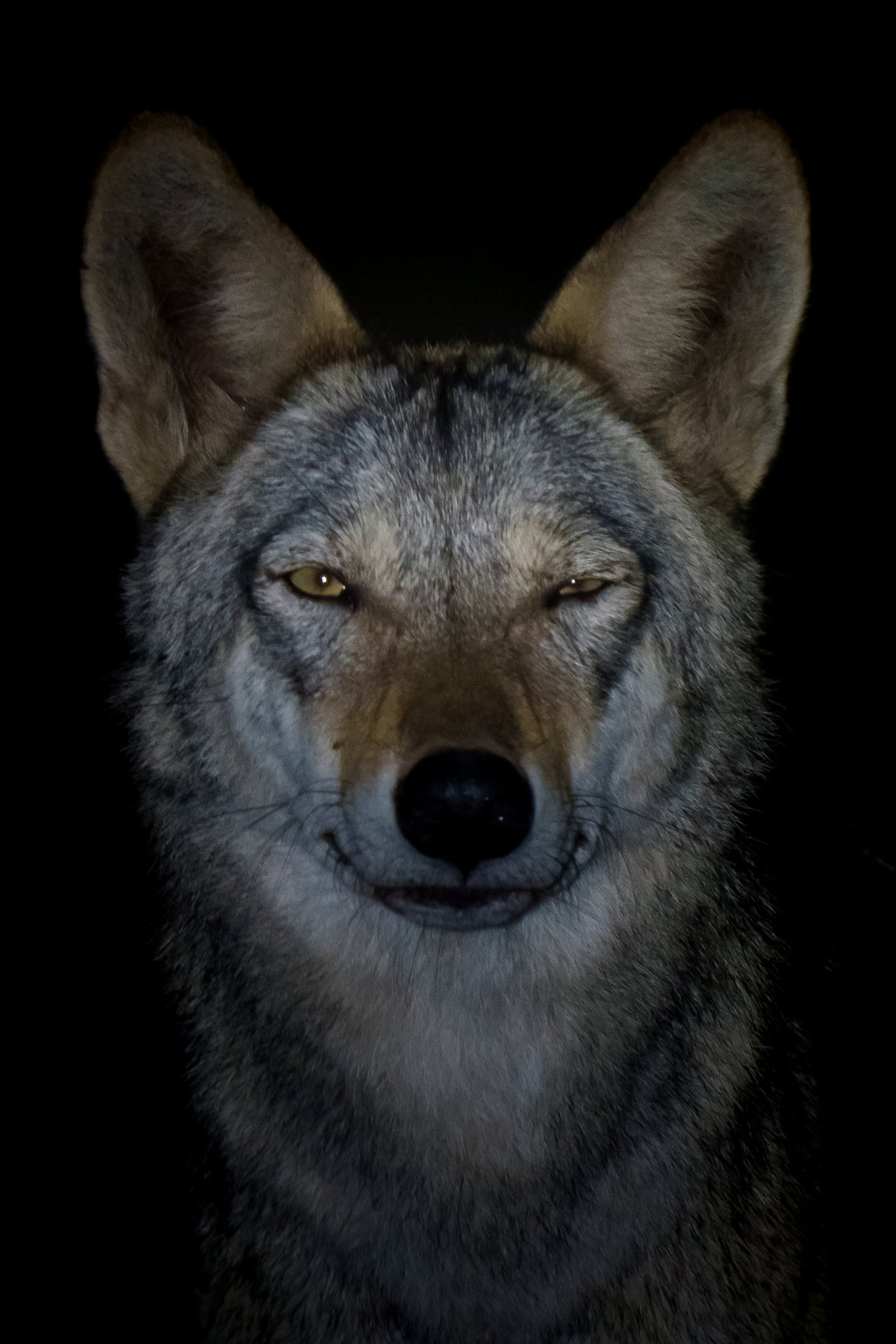 Eyes of the Wild — original photograph