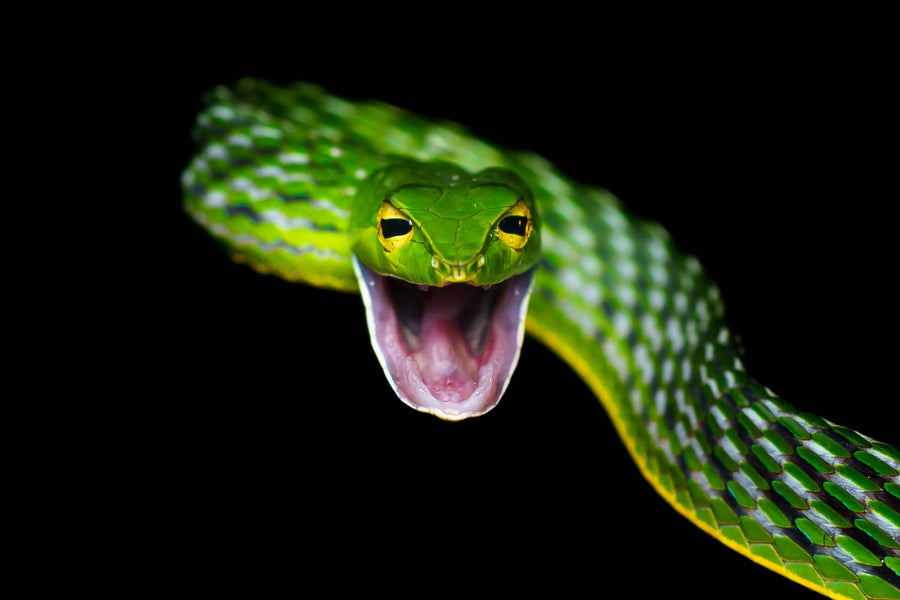 Fangs of the Forest — green vine snake fine art print