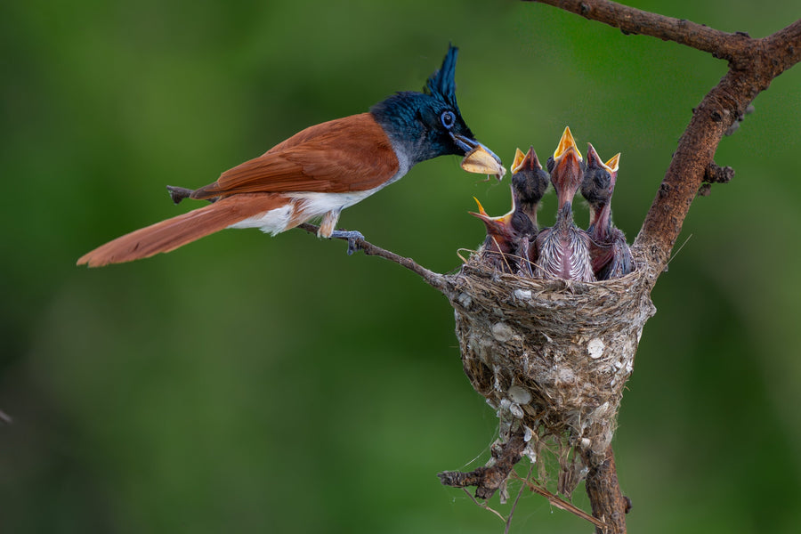 Feeding Their Little Ones — original photograph