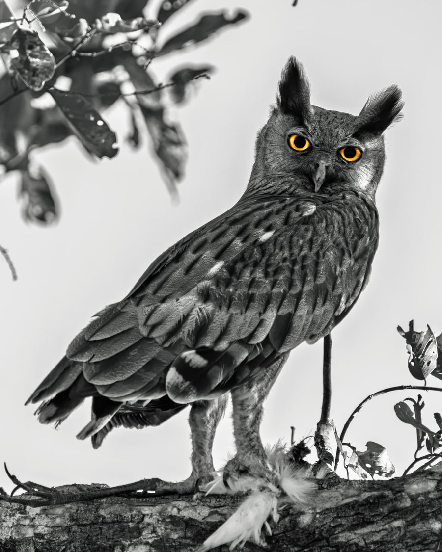Golden Eyes at Midnight — Indian eagle-owl fine art print