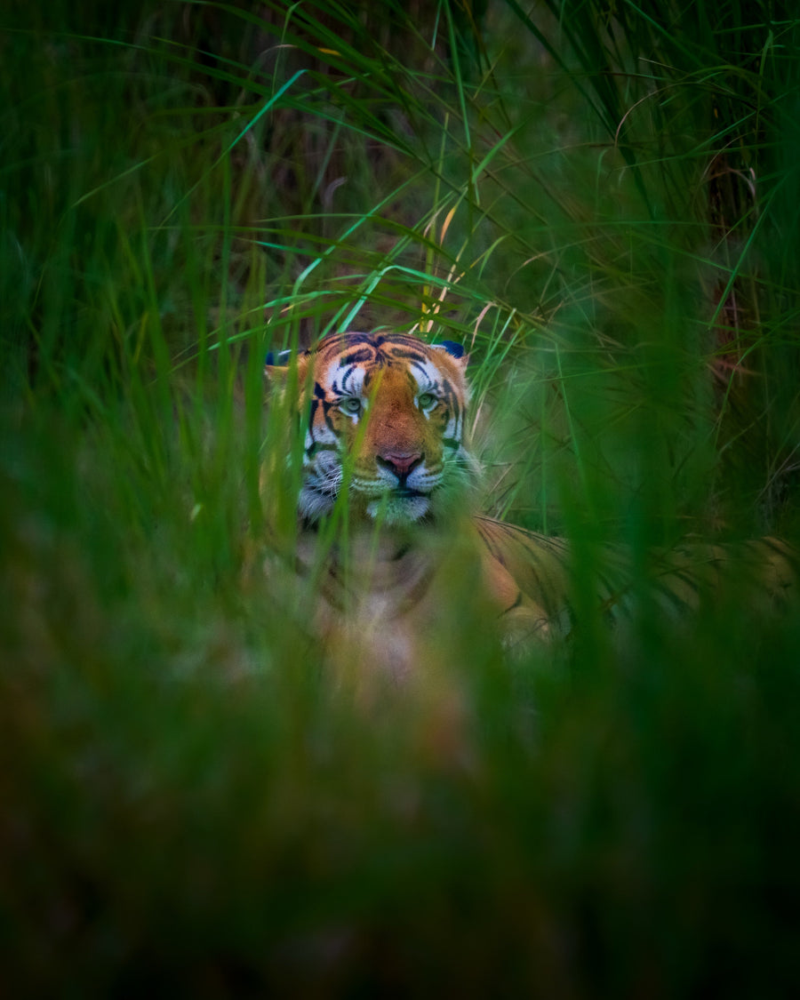 Hidden in the Grass — original photograph