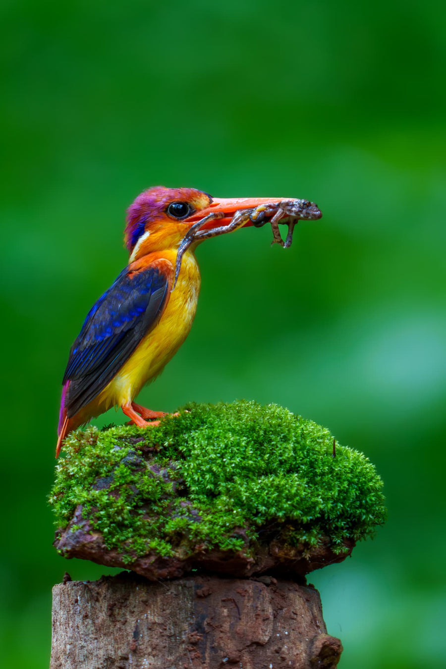 Jewels of the Forest — oriental dwarf kingfisher fine art print