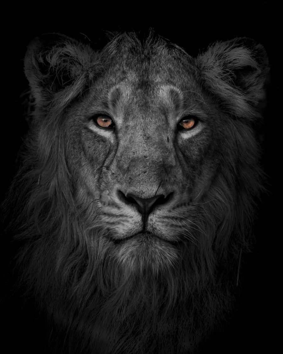 Monochrome Majesty — Asiatic lion fine art print