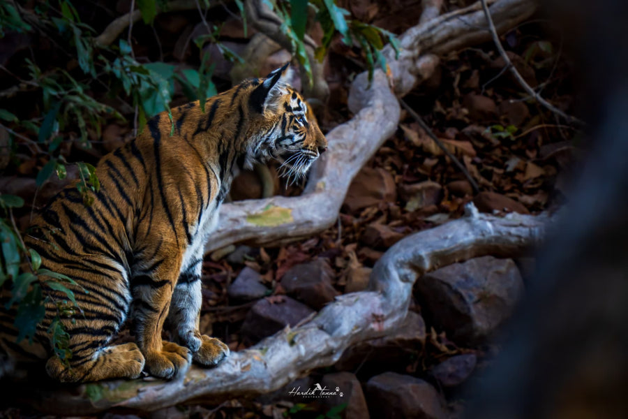 Realm of the Tiger — young tiger fine art print