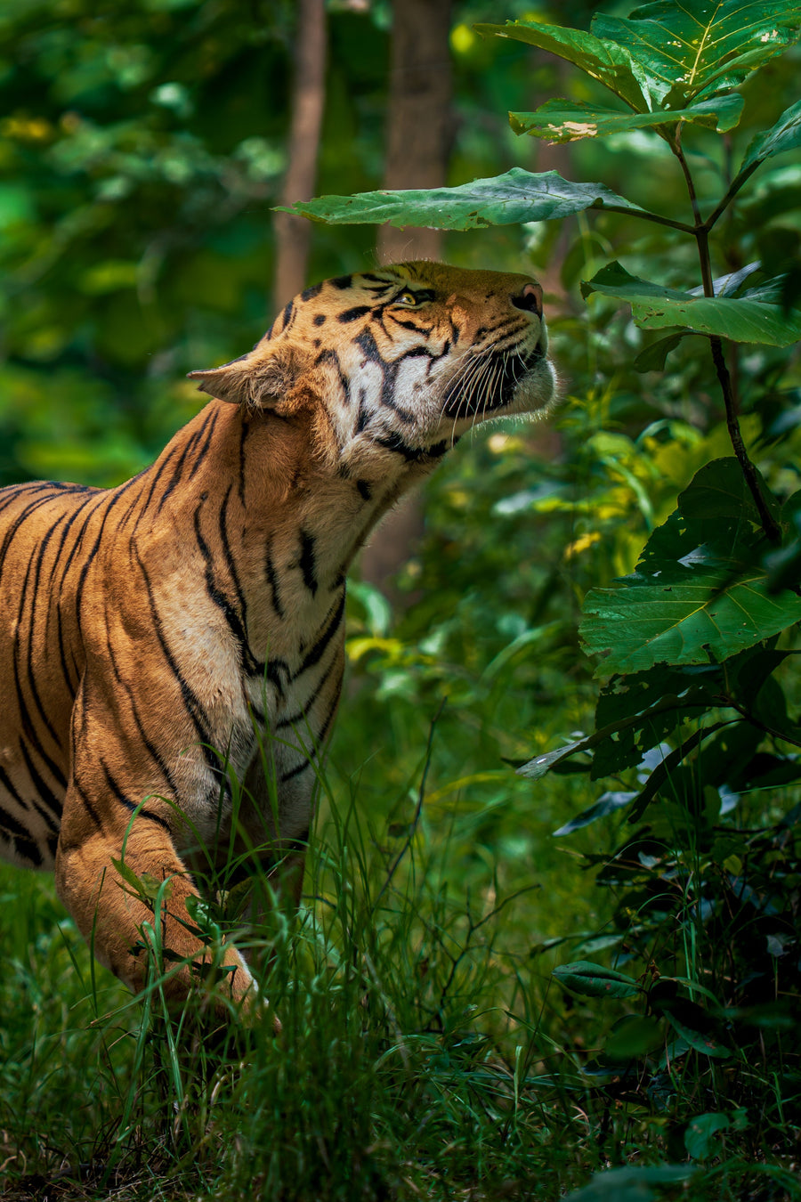 Scent of the Forest — original photograph