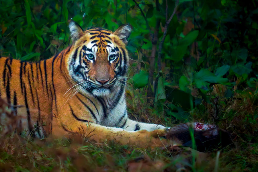 Striped Silence — Bengal tiger fine art print