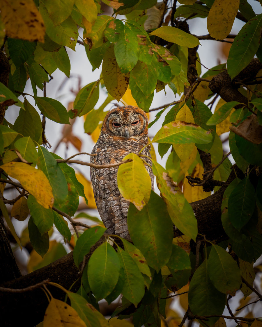 The Autumn Sentinel — original photograph
