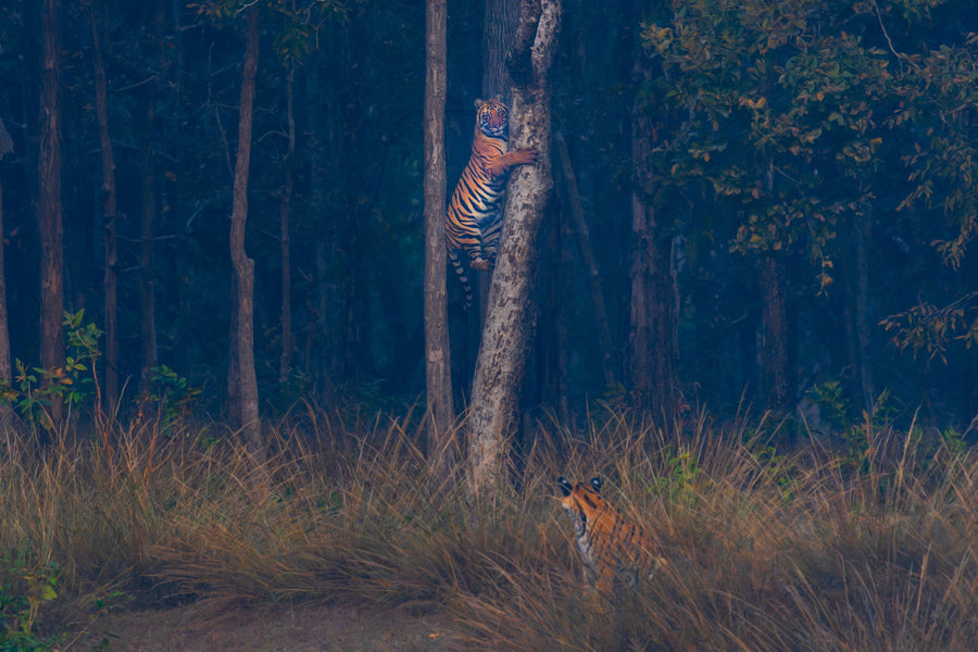 Twilight Climber — original photograph